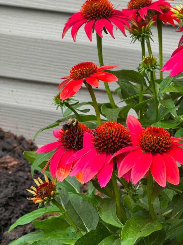 coneflowers-fall-color-720x960-1 coneflowers-fall-color