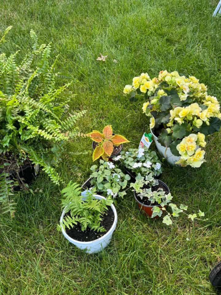 container-garden-mix-plants-720x961-1 container-garden-mix-plants