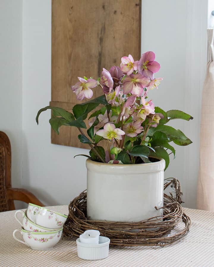 hellobore in vintage crock for spring decorating