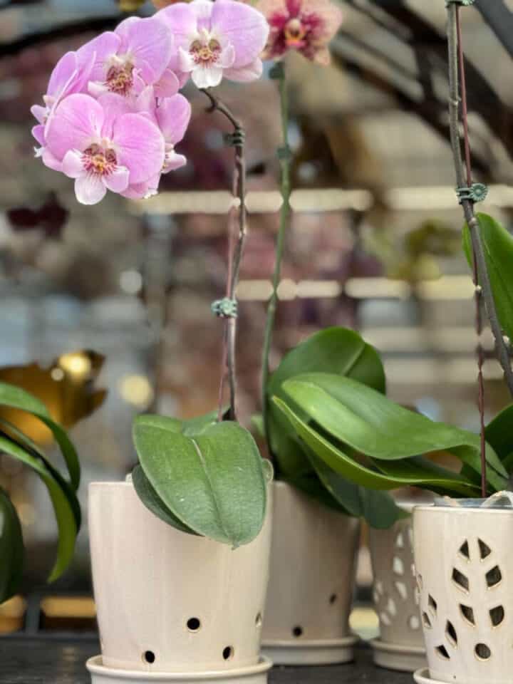 how-to-care-for-orchids-rebloom
