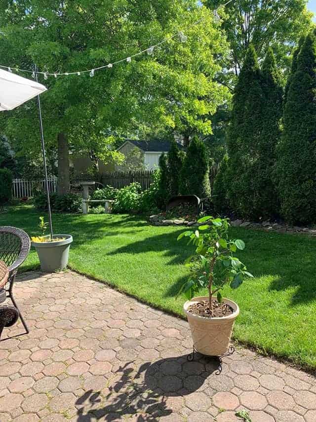 lawn-care for beginners