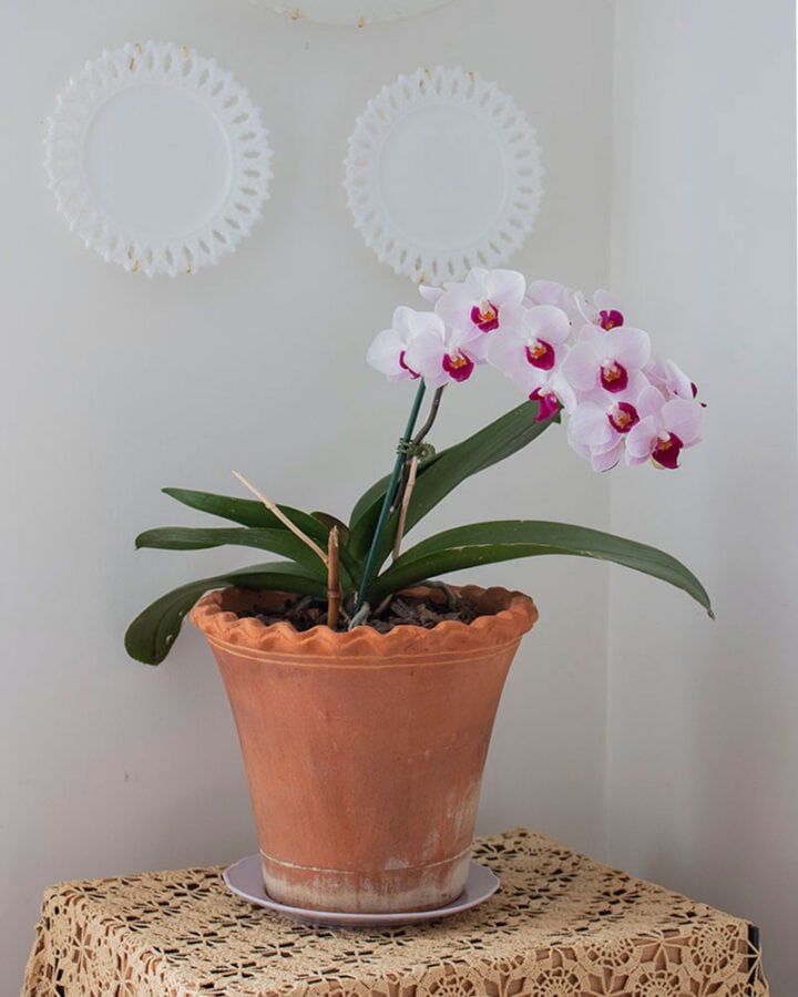 light-colored-orchids-houseplant
