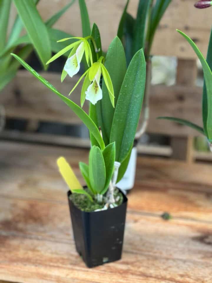 orchid-varieties