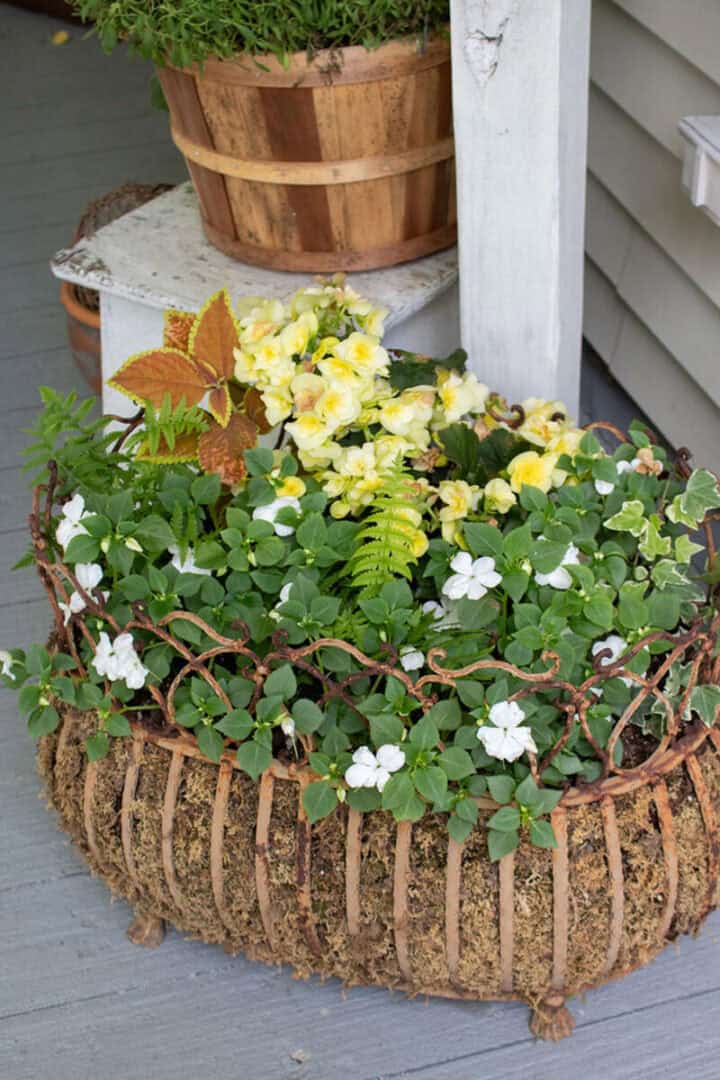 shade-container-garden-flowers-720x1080-1 shade-container-garden-flowers in a moss lined cast iron planter