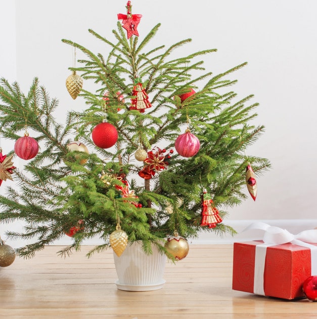 mini sized Christmas tree ideas